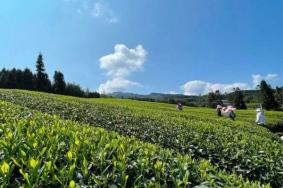 重庆茶山竹海森林公园